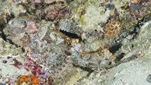 Images datées du 3 août 2024: Scorpionfish print sandy seabed