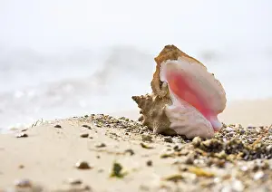 Bivalve Shell Impressions: Seashell