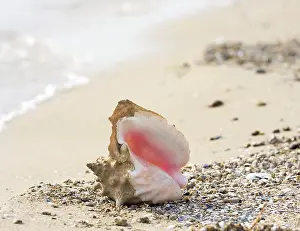 Mollusc Images Impressions: Seashell