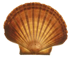Conque Impressions: Seashell
