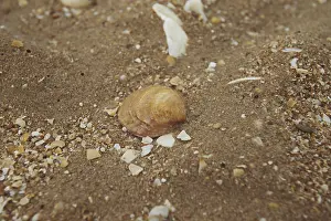 Seashell Background Impressions: Seashell on the background of sand and crushed shells