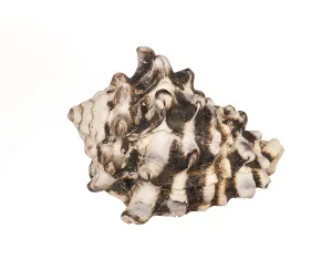 Deserted Beach Shell Impressions: Seashell isolated on white background