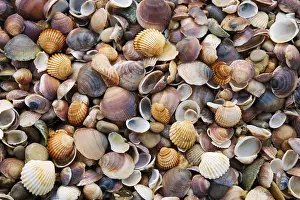 Bivalve Shells Impressions: Seashells and pebbles
