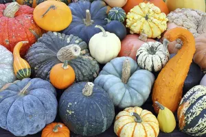 Pumpkin Nutrition Facts Impressions: Selection of different varieties of pumpkin