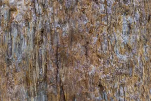 Coniferous Tree Bark Impressions: Sequoia bark (Sequoioideae), tree bark