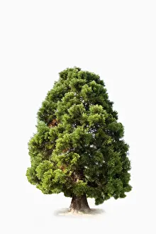 Sequoia Tree Impressions: Sequoia (Sequoioideae)