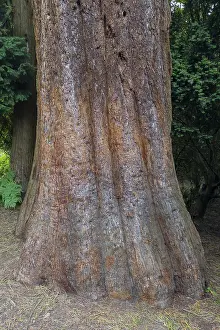 Sequoia Tree Trunk Impressions: Sequoia (Sequoioideae), tree trunk