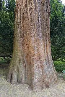 Sequoia Tree Trunk Impressions: Sequoia (Sequoioideae), tree trunk