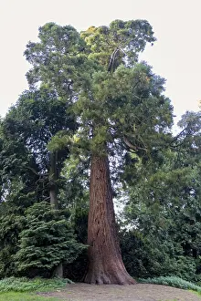 Coniferous Trees Europe Impressions: Sequoia (Sequoioideae), tree trunk