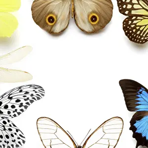 Butterfly Wing Detail Impressions: Sh_pKaYxo7A
