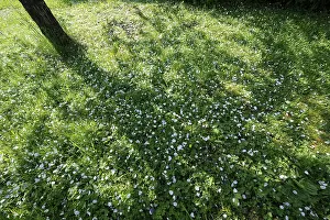 Flowering Grass Field Impressions: Shadow of a fruit tree