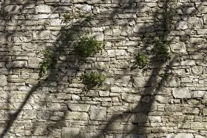 Autumn Mood Photography Impressions: The shadows of trees dancing on the wall