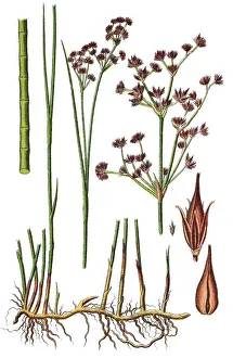 Natural Remedy Herbs Impressions: Sharp-flowered rush (Juncus acutiflorus)