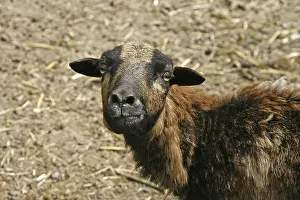 Farm Animals Impressions: Sheep