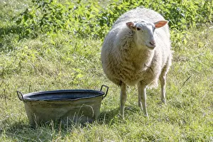 Domestic Sheep Impressions: Sheep on dike eats grass