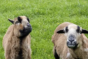 Moutons Impressions: Moutons sur dike mangent de l'herbe.