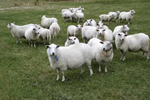 Livestock Breed Impressions: Sheep in Hoddevik