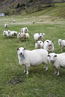 Hilly Landscape Impressions: Sheep in Hoddevik