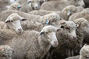 Images datées du 4 mai 2024: Moutons pris de très près. Libode, Cap-oriental.