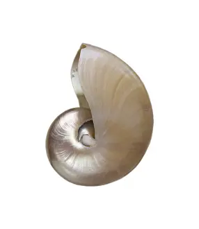 Marine Animal Impressions: Shell