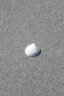 Deserted Coast Impressions: Shell on the beach