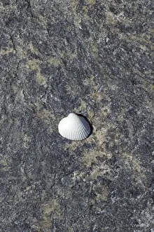 No People Beachfront Views Impressions: Shell on the beach