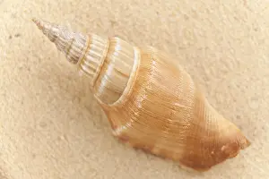 Conque Impressions: Coquille sur la plage.