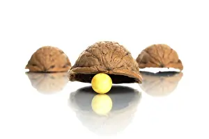Studio Shot Cutout Impressions: Shell game