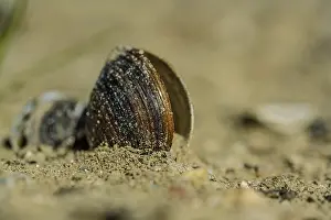 German Travel Photography Impressions: A shell is lying in the sand on the beach