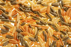 Empty Plate Meal Ideas Impressions: Shell shaped spaghetti background