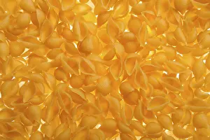 Food Photography Backgrounds Impressions: Shell shaped spaghetti background