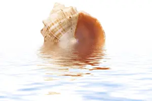 White Studio Environment For Text Impressions: Shell on a white background