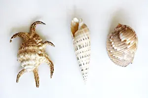 Bivalve Shells Impressions: Three shells