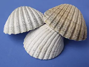 Conque Impressions: Shells