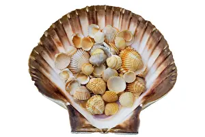 Conque Impressions: Shells
