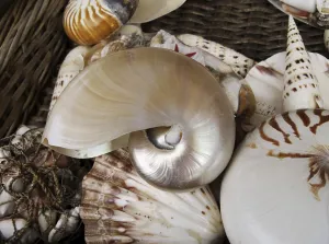 Cephalopod Species Impressions: Shells in a basket