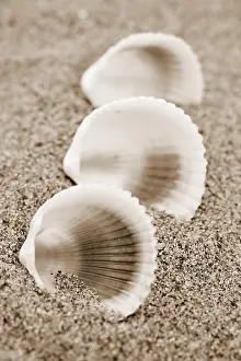 Close Up Shells Impressions: Shells on the beach