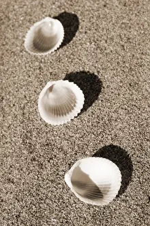 Close Up Shells Impressions: Shells on the beach