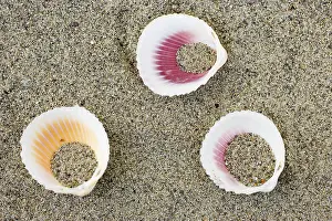 Close Up Beach Scene Impressions: Shells on the beach