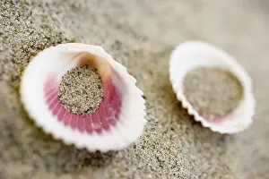 Bivalve Shell Details Impressions: Shells on the beach