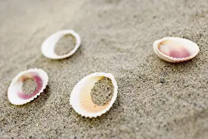 Bivalve Shell Details Impressions: Shells on the beach