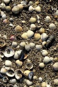 Deserted Seaside Scene Impressions: Empty shells on a beach