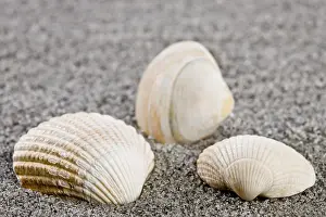 Conque Impressions: Coquillages sur la plage.