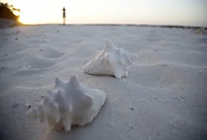 Conque Impressions: Coquillages sur la plage, Cuba.