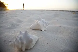 Bivalve Shell Images Impressions: Shells on the beach, Cuba