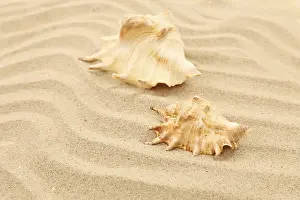 Bivalve Shells Impressions: Two shells is located on sandy background