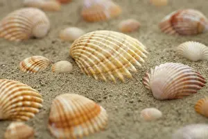 Conque Impressions: Coquillages dans le sable.