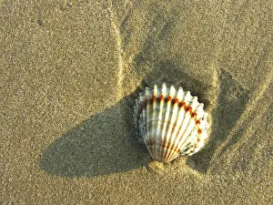 Mussel Shell Images Impressions: Shells in the sand