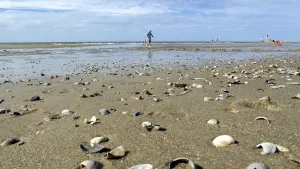 North Holland Beaches Impressions: Shells on sandy beach with a walker in the background