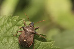 Impressions de Un scarabée boulet sur la feuille Coléoptères Des Feuilles Impressions: Un scarabée de défense sur la feuille.